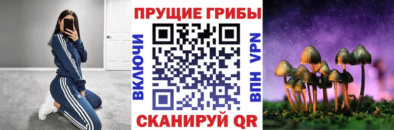 Псилоцибиновые грибы Psilocybe  Купить где  Карабулак 